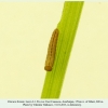chazara briseis larva1